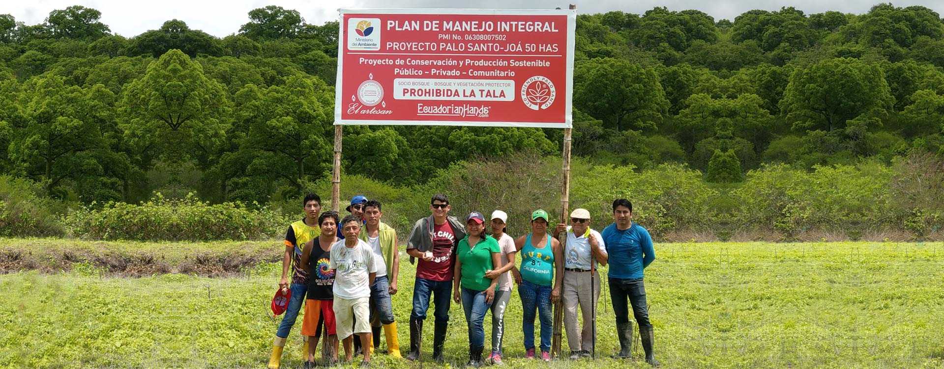 Reforestation Palo Santo Bursera Graveolens