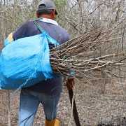 Es tiempo de reforestar